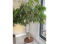 2x plant met verrijdbare pot h210 - afbeelding 8 van  8