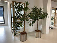 2x plant met verrijdbare pot h210 - afbeelding 1 van  7