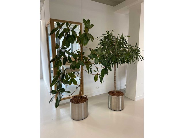 2x plant met verrijdbare pot h210 - afbeelding 2 van  7