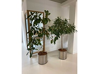 2x plant met verrijdbare pot h210 - afbeelding 2 van  7