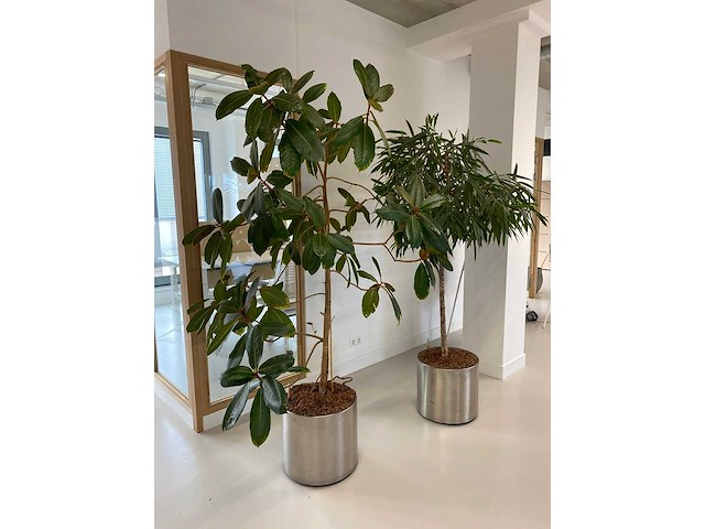 2x plant met verrijdbare pot h210 - afbeelding 3 van  7