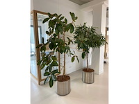 2x plant met verrijdbare pot h210 - afbeelding 3 van  7