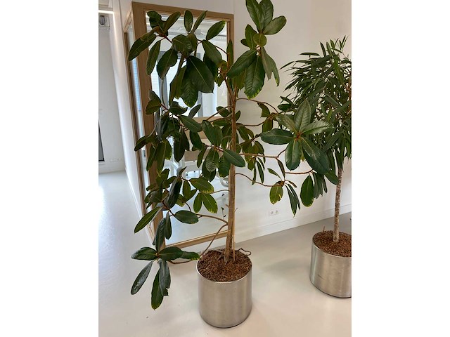 2x plant met verrijdbare pot h210 - afbeelding 4 van  7