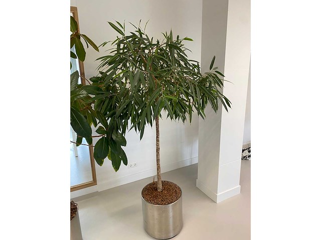 2x plant met verrijdbare pot h210 - afbeelding 5 van  7