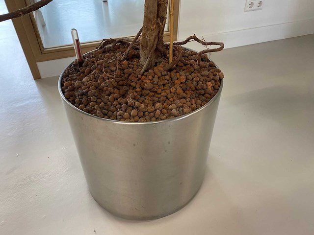 2x plant met verrijdbare pot h210 - afbeelding 6 van  7