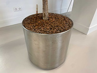 2x plant met verrijdbare pot h210 - afbeelding 7 van  7
