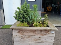 2x plantenbak met diverse planten - afbeelding 2 van  7
