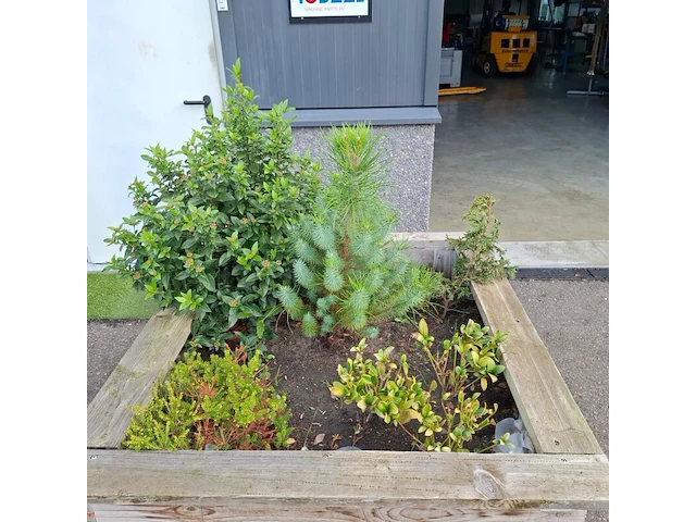 2x plantenbak met diverse planten - afbeelding 3 van  7
