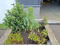 2x plantenbak met diverse planten - afbeelding 3 van  7
