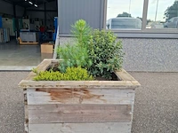 2x plantenbak met diverse planten - afbeelding 4 van  7