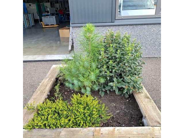 2x plantenbak met diverse planten - afbeelding 5 van  7
