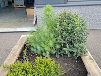 2x plantenbak met diverse planten - afbeelding 5 van  7