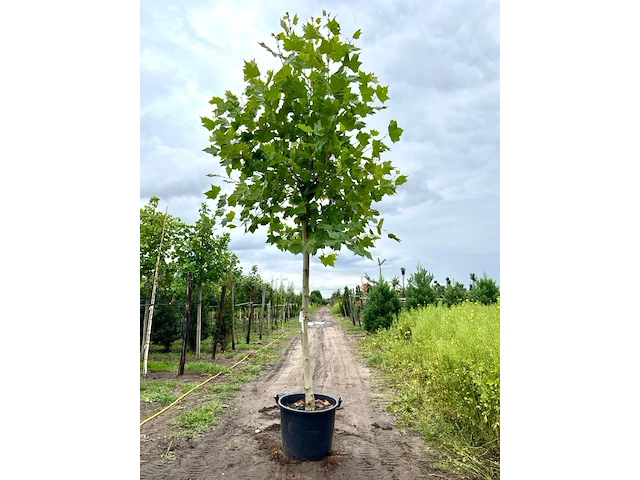 2x plataan, platanus hispanica, hoogstam, ca. 5 m hoog - afbeelding 1 van  1