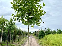 2x plataan, platanus hispanica, hoogstam, ca. 5 m hoog