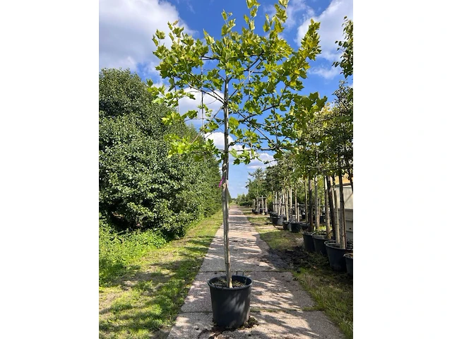 2x plataan, platanus hispanica, leiboom, ca. 180 cm stamhoogte - afbeelding 1 van  2
