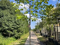 2x plataan, platanus hispanica, leiboom, ca. 180 cm stamhoogte