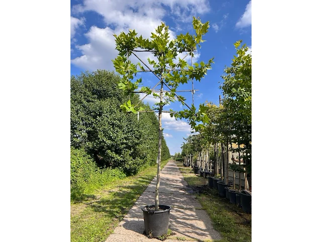 2x plataan, platanus hispanica, leiboom, ca. 180 cm stamhoogte - afbeelding 2 van  2