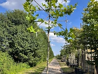 2x plataan, platanus hispanica, leiboom, ca. 180 cm stamhoogte - afbeelding 2 van  2