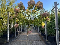 2x pluimhortensia, hydrangea 'limelight', bolboom, witte/roze bloei, ca. 125-150 cm hoog