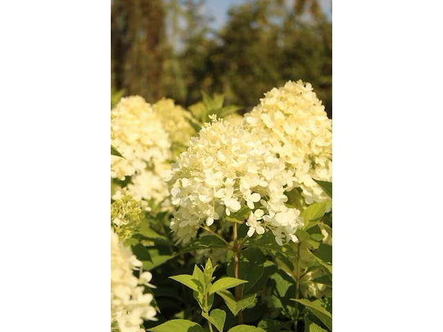 2x pluimhortensia, hydrangea 'limelight', bolboom, witte/roze bloei, ca. 125-150 cm hoog - afbeelding 2 van  2