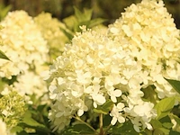 2x pluimhortensia, hydrangea 'limelight', bolboom, witte/roze bloei, ca. 125-150 cm hoog - afbeelding 2 van  2