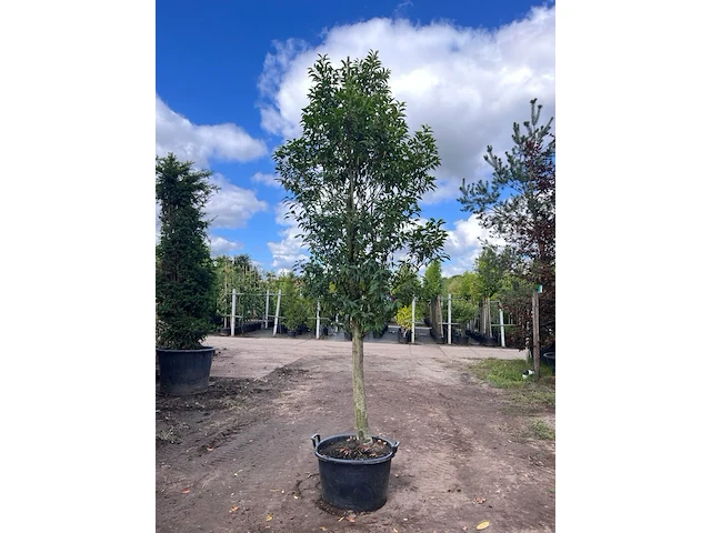 2x portugese laurier, prunus 'angustifolia', halfstam, wintergroen, ca. 3 m hoog - afbeelding 1 van  2