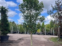 2x portugese laurier, prunus 'angustifolia', halfstam, wintergroen, ca. 3 m hoog