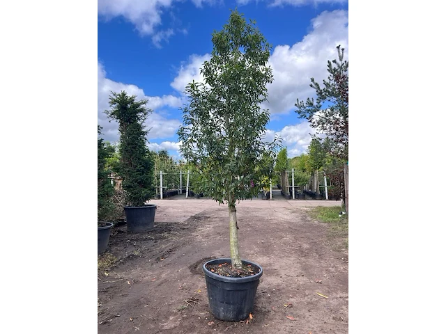 2x portugese laurier, prunus 'angustifolia', halfstam, wintergroen, ca. 3 m hoog - afbeelding 2 van  2