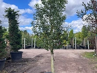 2x portugese laurier, prunus 'angustifolia', halfstam, wintergroen, ca. 3 m hoog - afbeelding 2 van  2