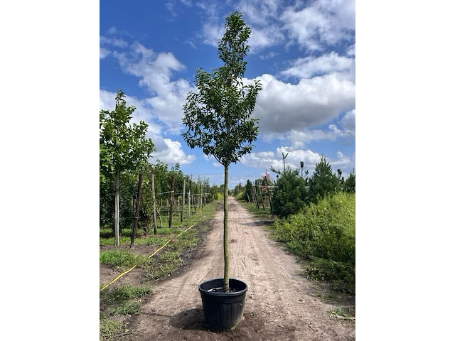 2x portugese laurier, prunus 'angustifolia', leigeschikt, wintergroen, ca. 3-4 m hoog - afbeelding 1 van  2