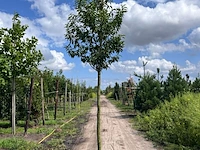 2x portugese laurier, prunus 'angustifolia', leigeschikt, wintergroen, ca. 3-4 m hoog