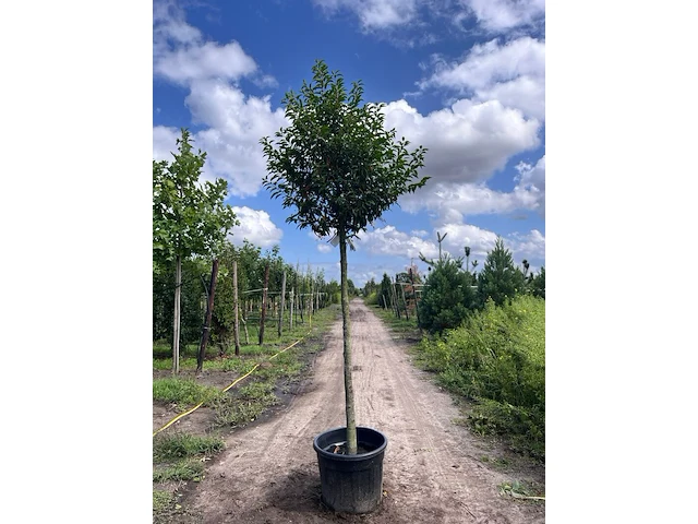 2x portugese laurier, prunus 'angustifolia', leigeschikt, wintergroen, ca. 3-4 m hoog - afbeelding 2 van  2