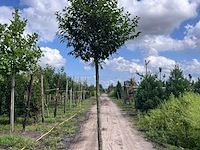 2x portugese laurier, prunus 'angustifolia', leigeschikt, wintergroen, ca. 3-4 m hoog - afbeelding 2 van  2
