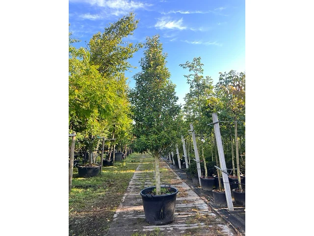 2x portugese laurier, prunus 'angustifolia', solitair, wintergroen, ca. 300 cm hoog - afbeelding 1 van  2