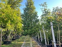 2x portugese laurier, prunus 'angustifolia', solitair, wintergroen, ca. 300 cm hoog