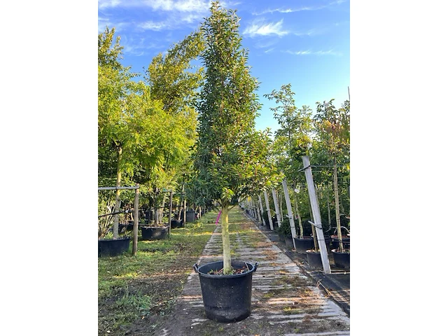 2x portugese laurier, prunus 'angustifolia', solitair, wintergroen, ca. 300 cm hoog - afbeelding 2 van  2