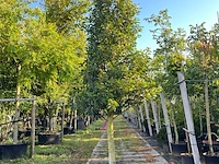 2x portugese laurier, prunus 'angustifolia', solitair, wintergroen, ca. 300 cm hoog - afbeelding 2 van  2