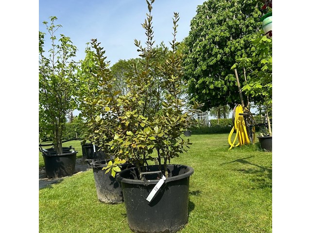 2x quercus ilex (steeneik) - afbeelding 1 van  2