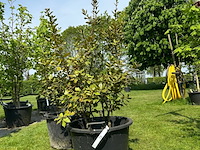 2x quercus ilex (steeneik) - afbeelding 1 van  2