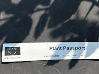 2x quercus ilex (steeneik) - afbeelding 2 van  2