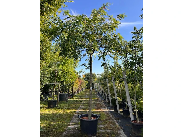 2x rode acacia, robinia 'casque rouge', dakboom, rozerode bloei, ca. 220 cm stamhoogte - afbeelding 1 van  3