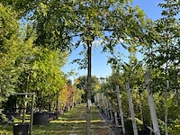 2x rode acacia, robinia 'casque rouge', dakboom, rozerode bloei, ca. 220 cm stamhoogte