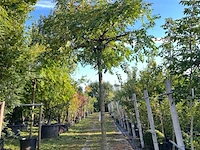 2x rode acacia, robinia 'casque rouge', dakboom, rozerode bloei, ca. 220 cm stamhoogte - afbeelding 2 van  3