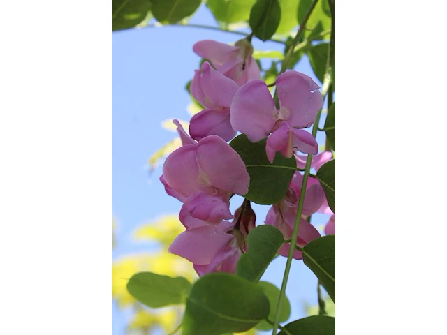 2x rode acacia, robinia 'casque rouge', dakboom, rozerode bloei, ca. 220 cm stamhoogte - afbeelding 3 van  3