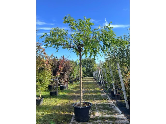 2x rode acacia, robinia 'casque rouge', dakboom, rozerode bloei, ca. 220 cm stamhoogte - afbeelding 1 van  3