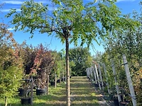 2x rode acacia, robinia 'casque rouge', dakboom, rozerode bloei, ca. 220 cm stamhoogte