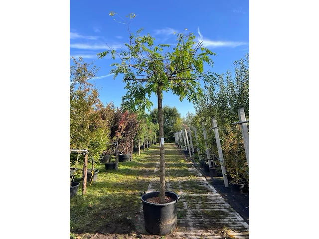 2x rode acacia, robinia 'casque rouge', dakboom, rozerode bloei, ca. 220 cm stamhoogte - afbeelding 2 van  3