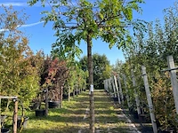 2x rode acacia, robinia 'casque rouge', dakboom, rozerode bloei, ca. 220 cm stamhoogte - afbeelding 2 van  3