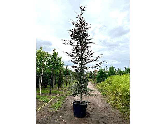 2x rode beuk, fagus 'atropunicea', geveerd, roodbladig, ca. 5 m hoog - afbeelding 1 van  3