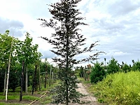 2x rode beuk, fagus 'atropunicea', geveerd, roodbladig, ca. 5 m hoog